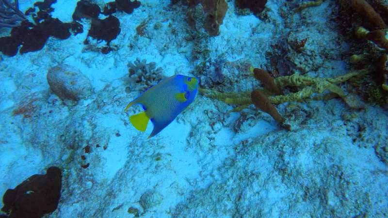 Two scuba divers over a coral reef in clear blue water.