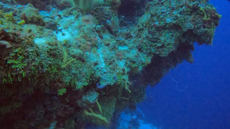 A scuba diver swimming above a coral reef, with open blue water beside the wall.