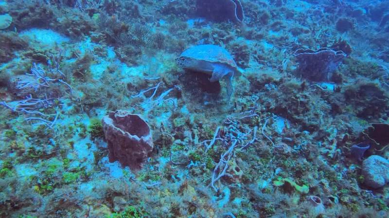 A scuba diver beside a large fish close to the camera, over a reef.